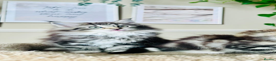 Norwegian Forest Cat Kitten 5
