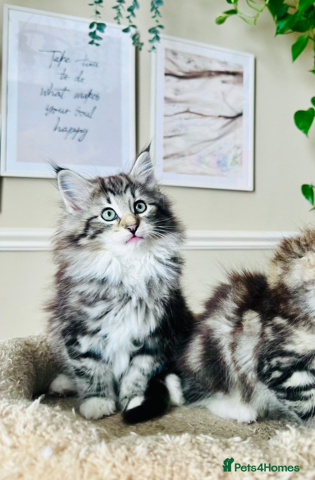 Norwegian Forest Cat cats for sale: Full FIFe pedigree Norwegian Forest Kittens  in Normanton - Image 37