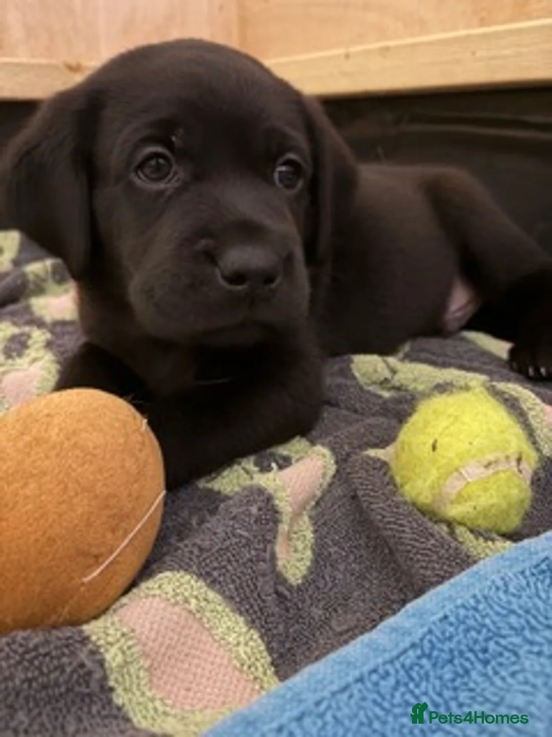 Labrador Retriever dogs for sale: *ready now* KC REGISTERED LABRADOR PUPPIES - Advert 34