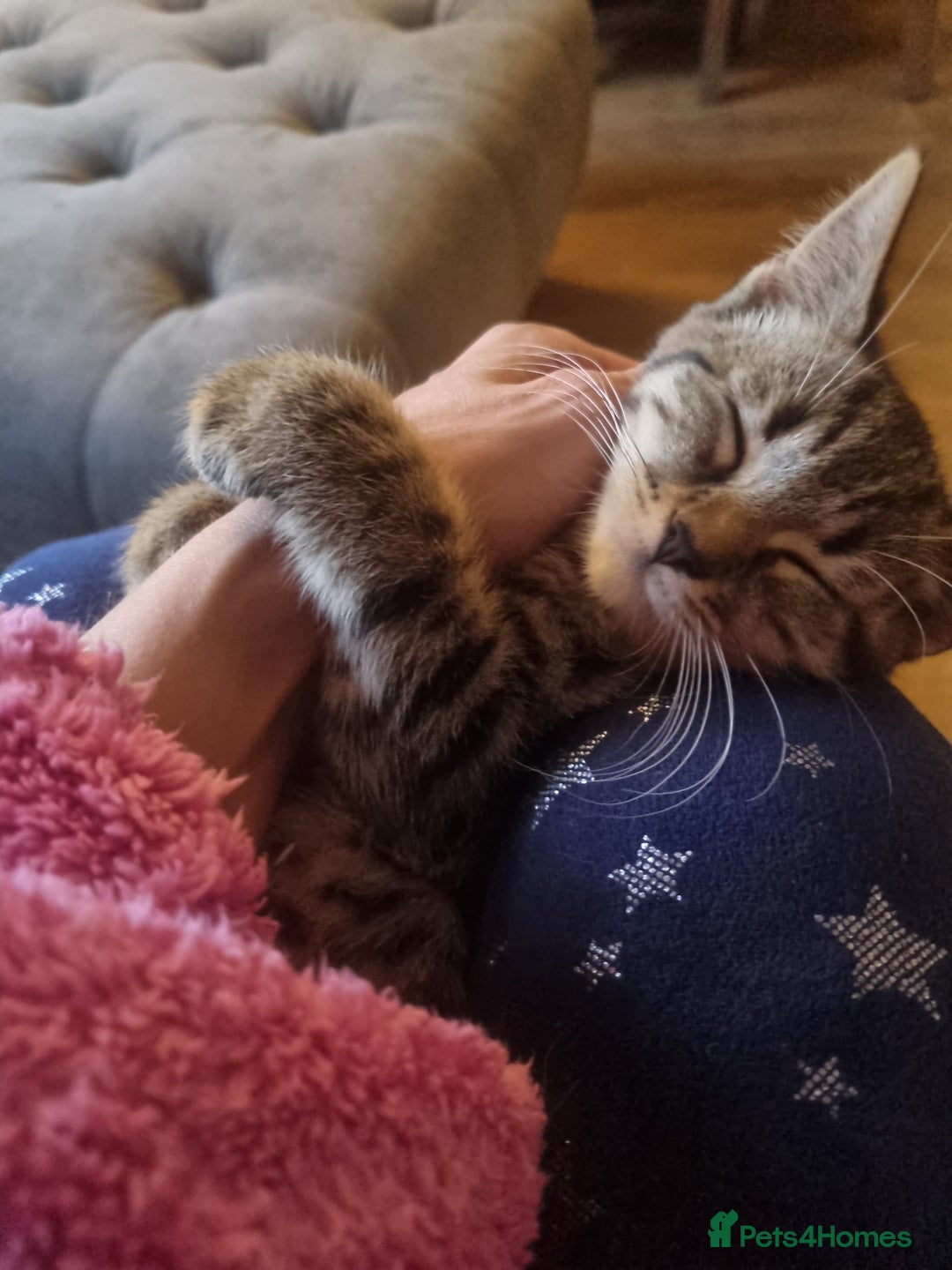 Mixed Breed cats for sale: mix litter Bengal and Norweign Forrest Kittens - Image 7