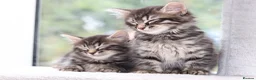 Mixed Breed cats for sale: 3 Lovely Kittens Ready to be Collected - Advert 3