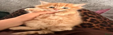 Domestic Shorthair 4