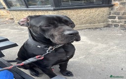 Mixed Breed dogs for sale: canó corso cross british bulldog puppy’s  - Image 25