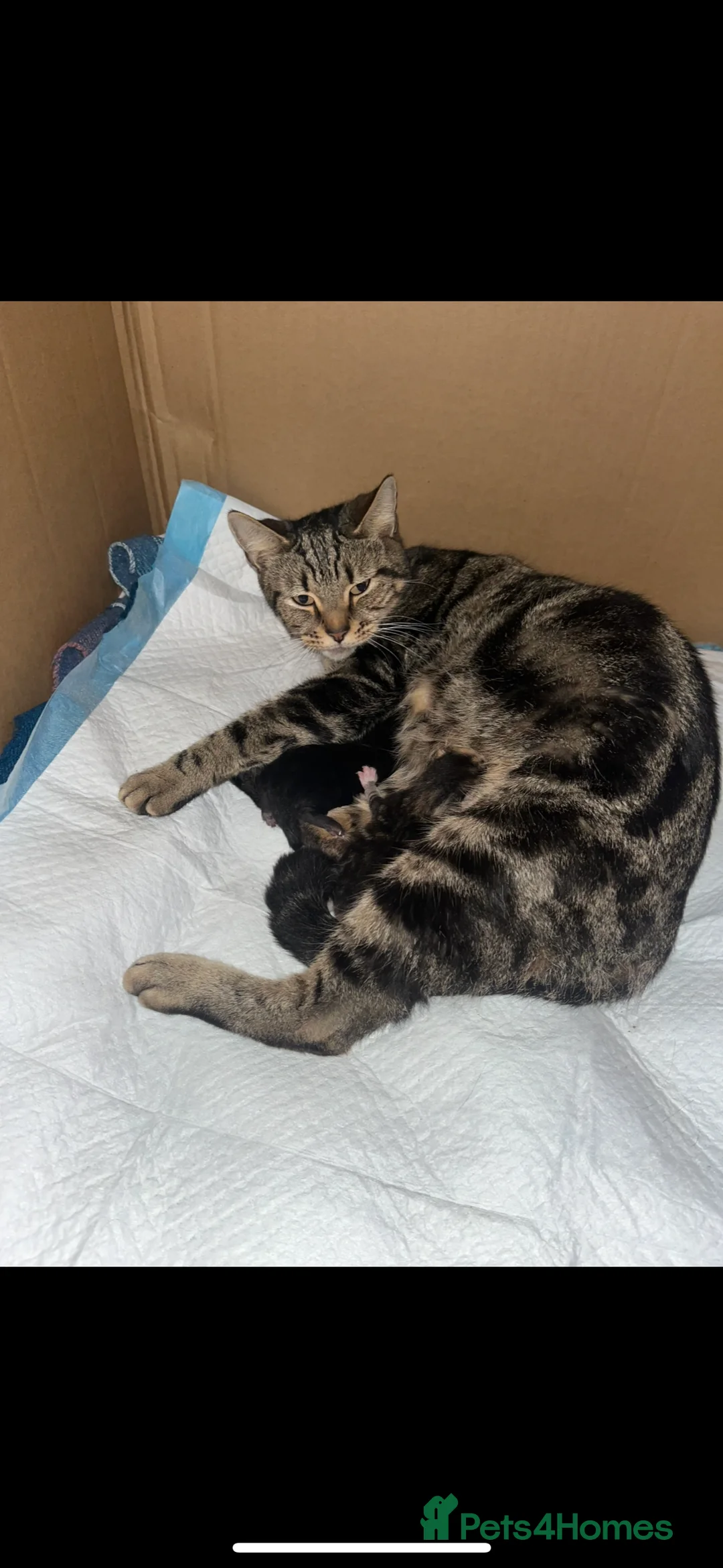 Mixed Breed cats for sale: 3 kittens in Hemel Hempstead - Advert 1