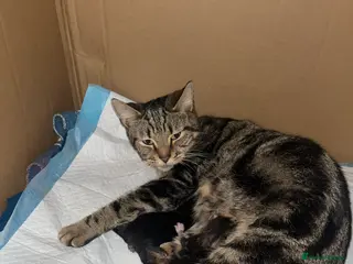 Mixed Breed cats 3 kittens - Advert 16