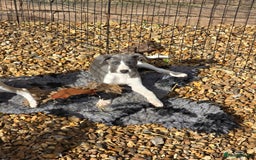 Whippet dogs for sale: Kc reg whippet litter.  male & female available - Image 2