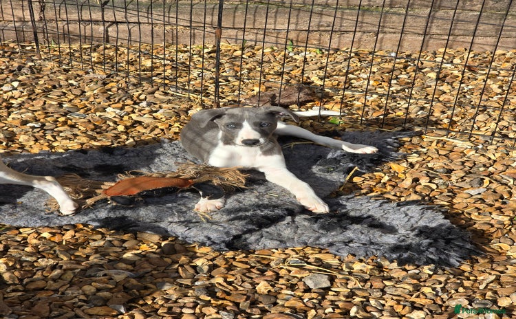 Whippet dogs for sale - Advert 1