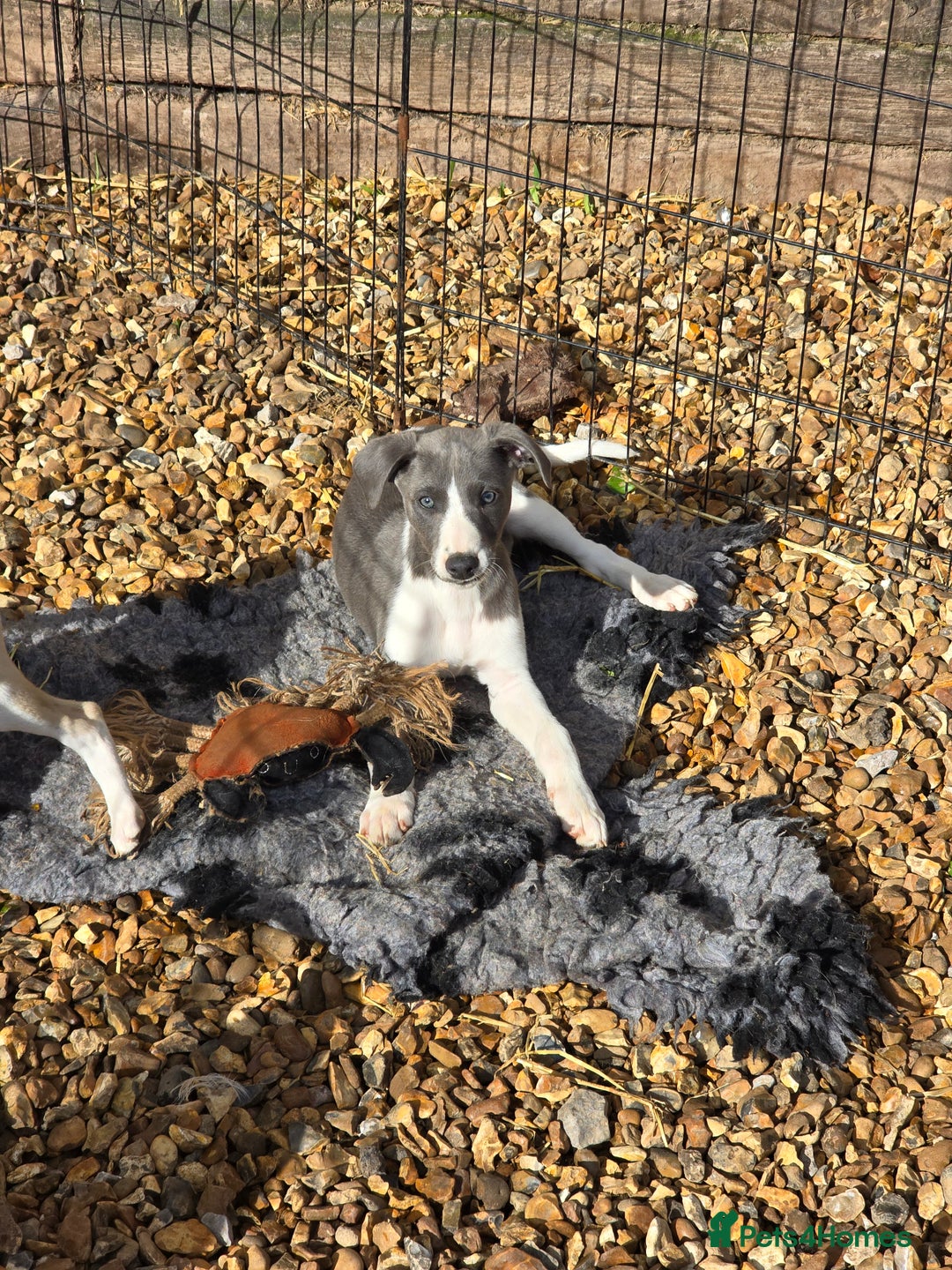 Whippet dogs for sale: Kc reg whippet litter.  male & female available - Image 2