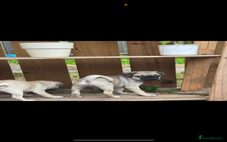 Pug dogs for sale: 3 gorgeous pugs  - Image 3