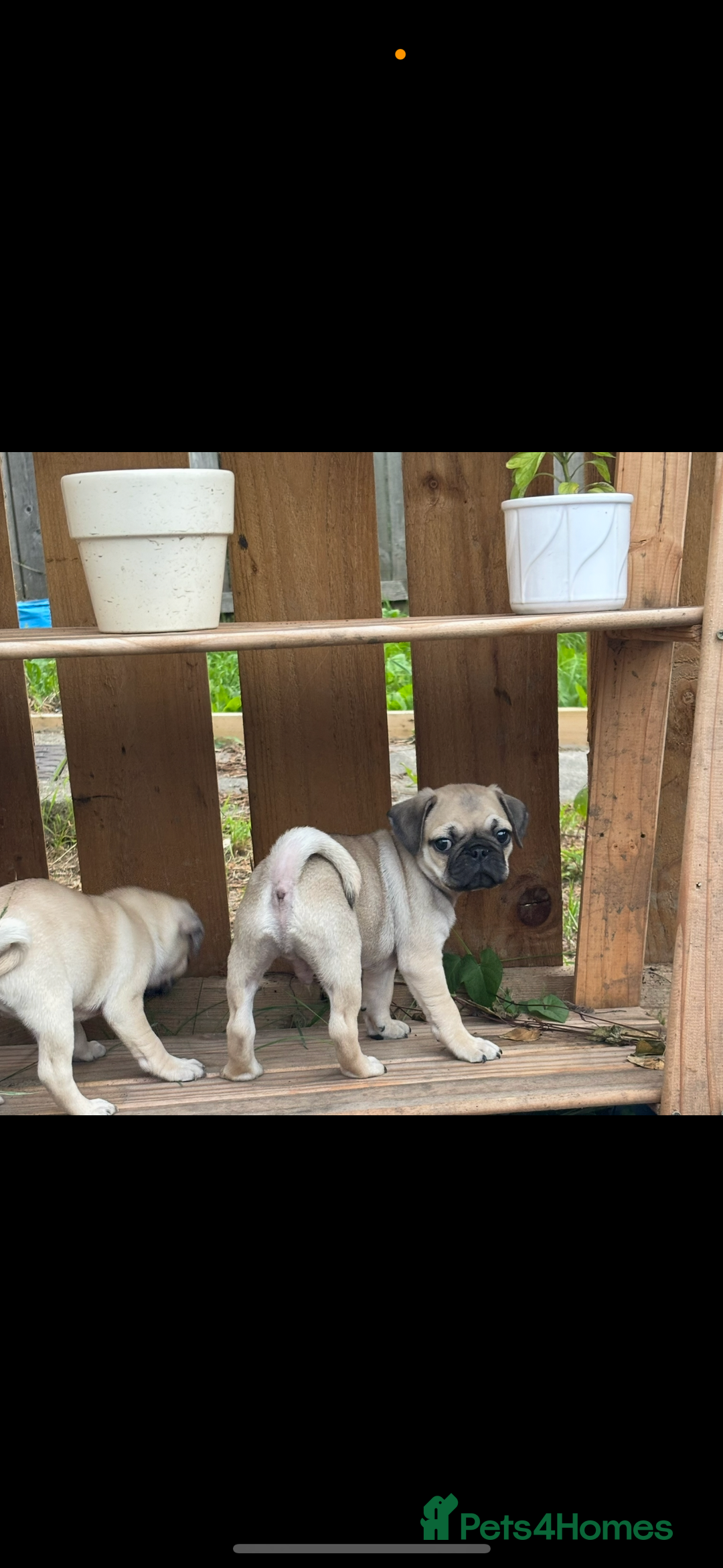 Pug dogs for sale: 3 gorgeous pugs  - Image 3