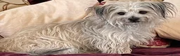 Mixed Breed dogs for sale: Possible puppies available-LOVING HOMES ONLY in Basildon - Advert 5
