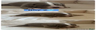 English Bulldog 2