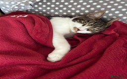 Mixed Breed cats for sale: 7 months old kitten in Leeds - Image 2