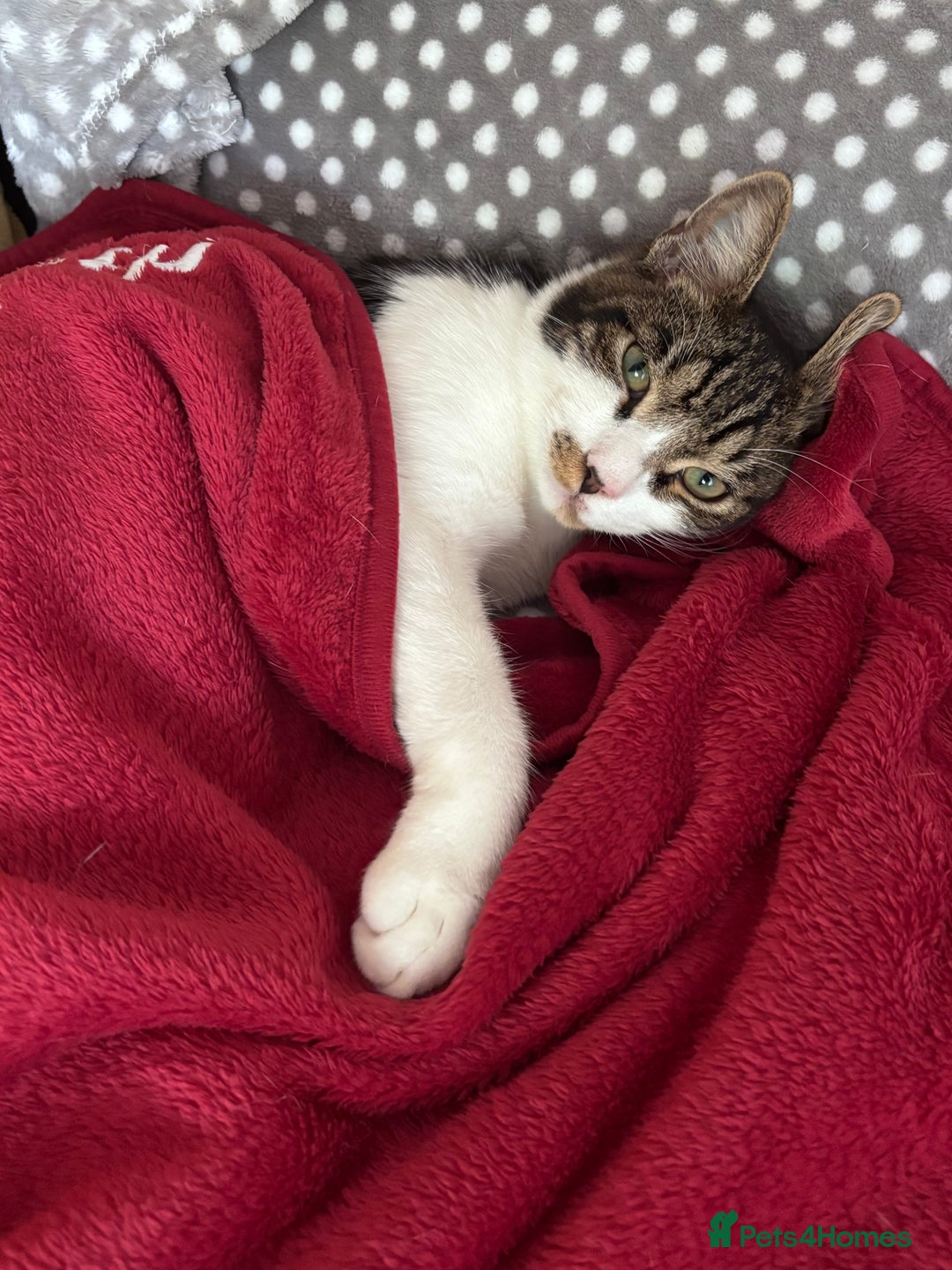 Mixed Breed cats for sale: 7 months old kitten in Leeds - Image 2