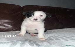 Border Collie dogs for sale: Border Collie Pups - Advert 3
