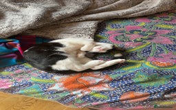 Ragdoll cats for sale: Young erratic kitten  - Image 3