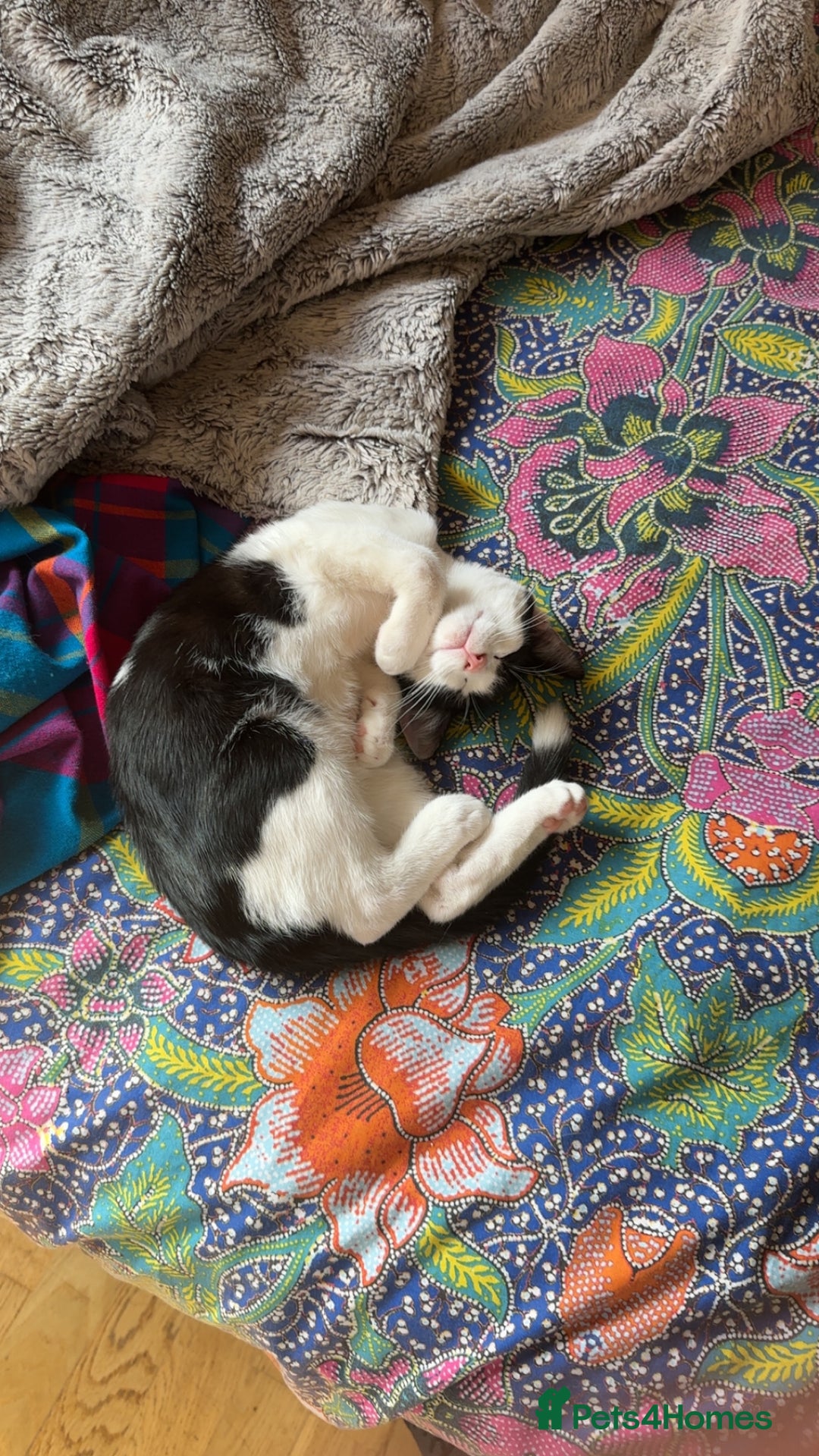Ragdoll cats for sale: Young erratic kitten  - Image 3