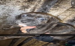 Mixed Breed dogs for sale: beautiful cane corso/ staff pups 7 left  - Image 11