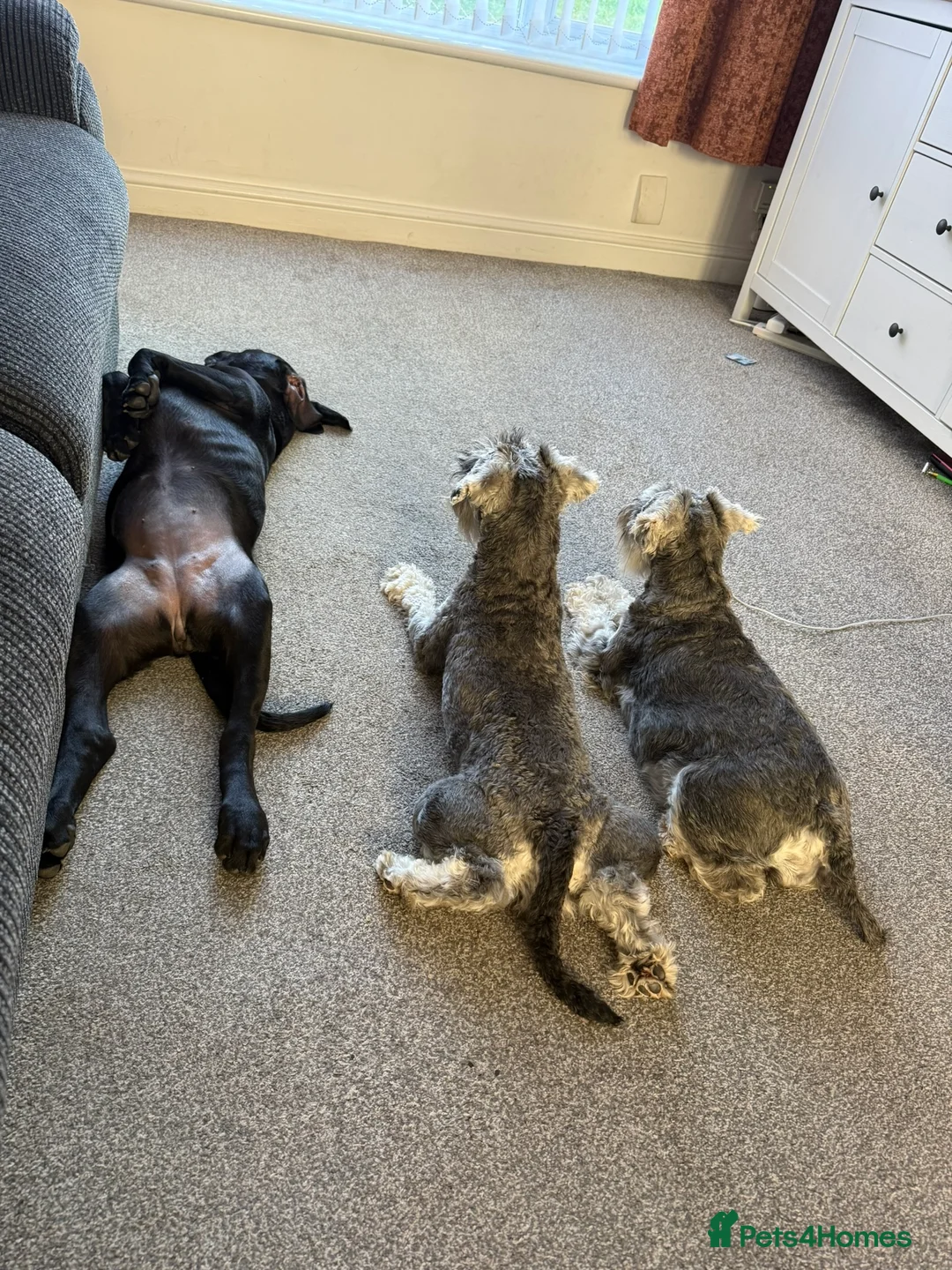Miniature Schnauzer dogs for sale: KC Registered Miniature Schnauzer Puppies - Advert 29