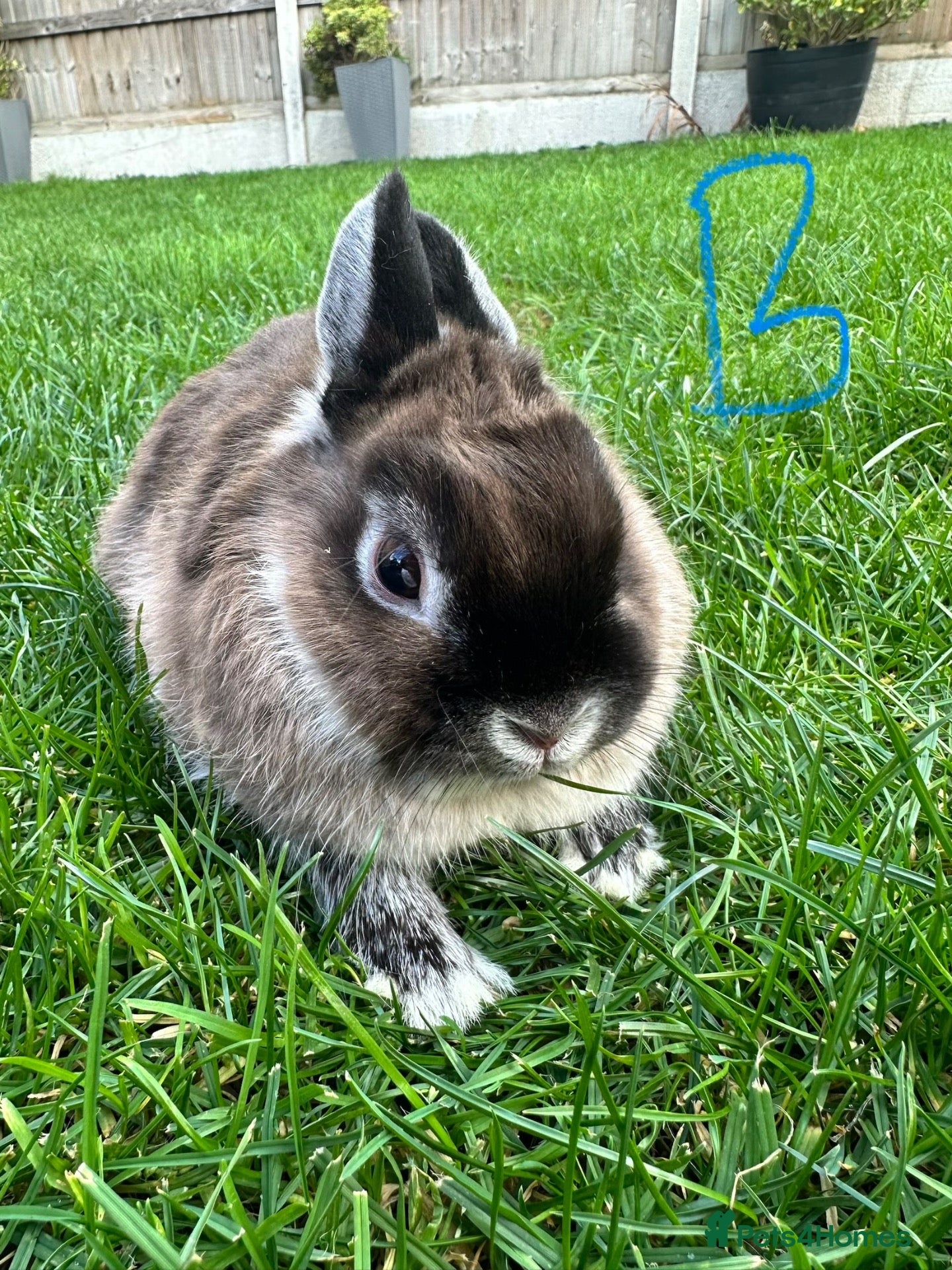 Netherland Dwarf rabbits Netherland Dwarf Rabbits for sale  - Advert 2