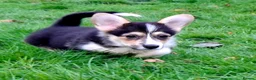 Welsh Corgi Pembroke dogs for sale: 1 boy 1 girl KC Pembroke Corgis  - Advert 10
