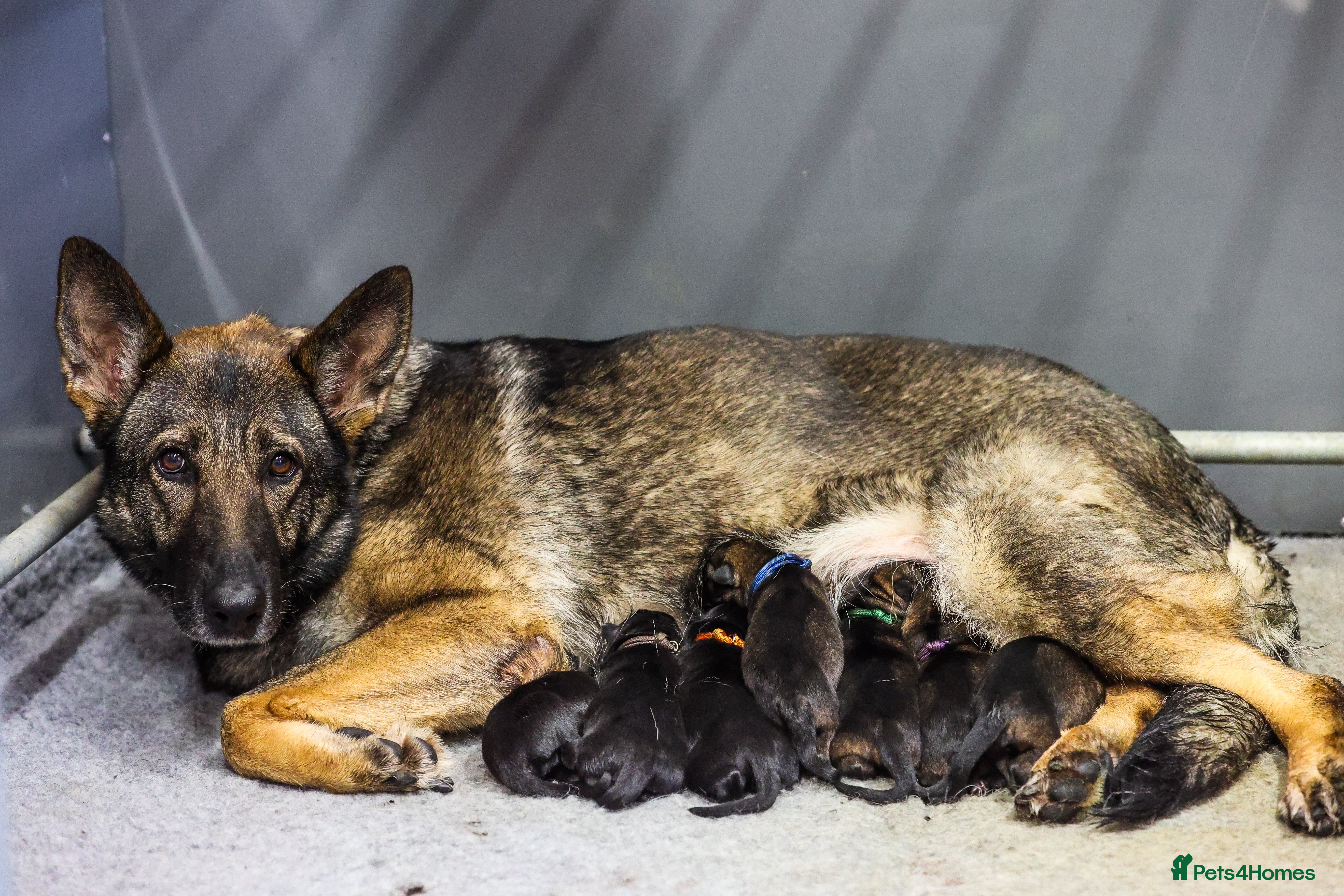 German Shepherd dogs Exceptional Working-Line German Shepherd - Advert 12