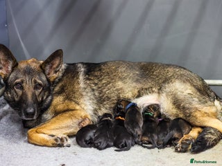 German Shepherd dogs Exceptional Working-Line German Shepherd - Advert 1