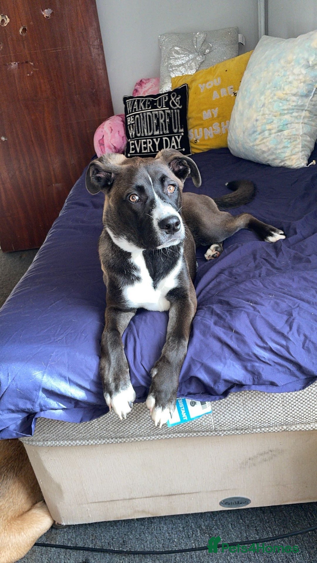 Mixed Breed dogs for sale: Finding her a forever home 🏡  - Image 6