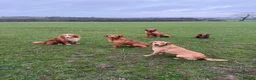 Labrador Retriever dogs for sale: Stunning KC REG fox red Labrador male  - Advert 2