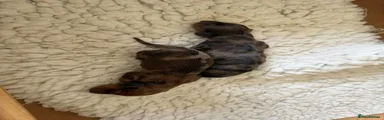 Miniature Dachshund 4