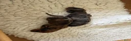 Miniature Dachshund dogs for sale: Beautiful Dapple Litter Born 14th June 2026 - Advert 16