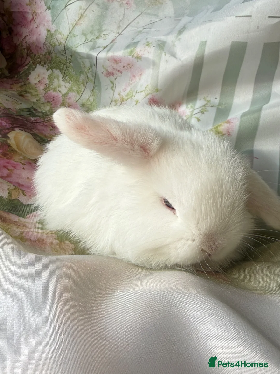 Mini Lop rabbits for sale: Blue eyed white boy  - Advert 2