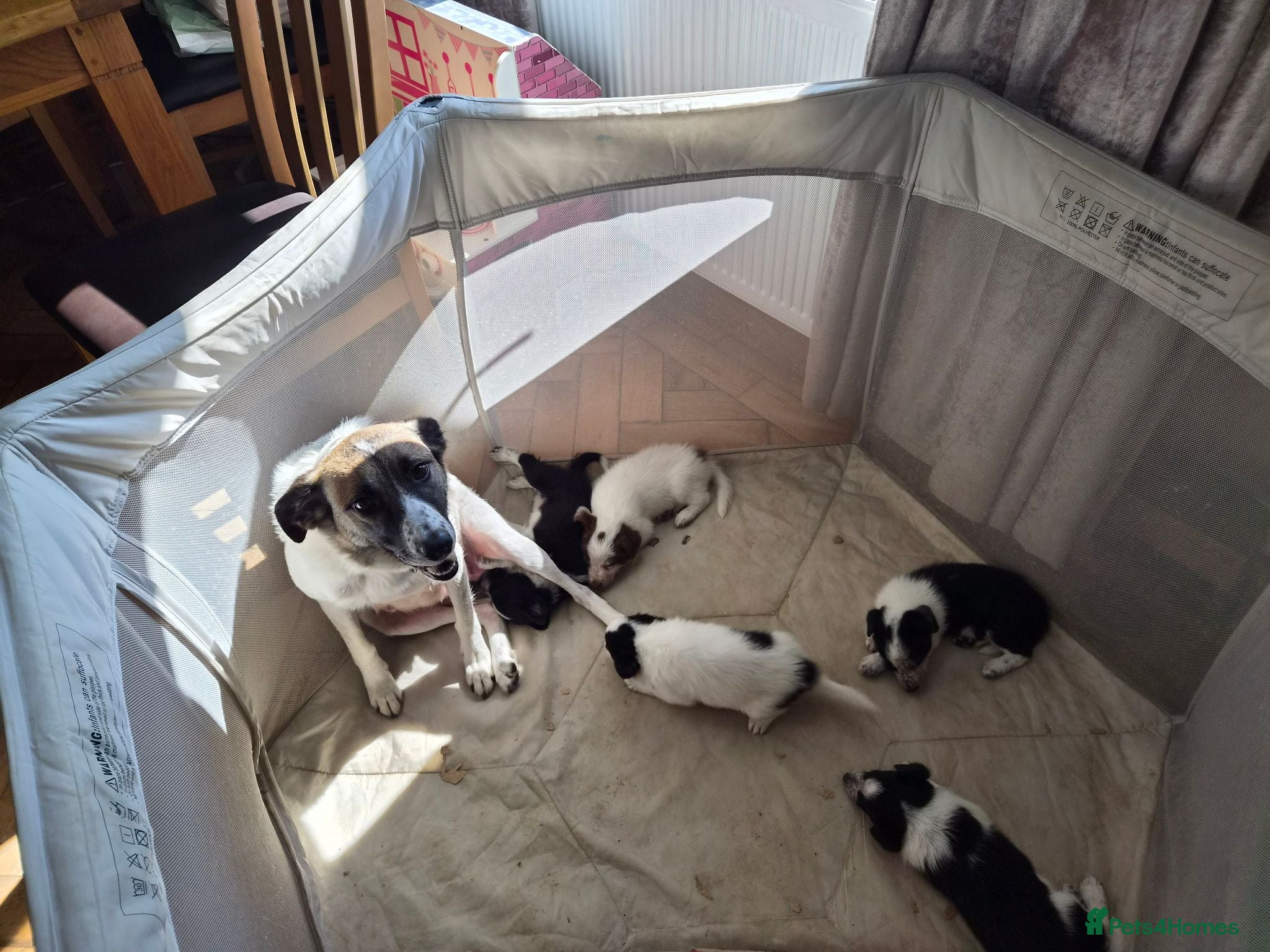 Border Collie dogs 2 female collies looking for their forever home - Advert 1