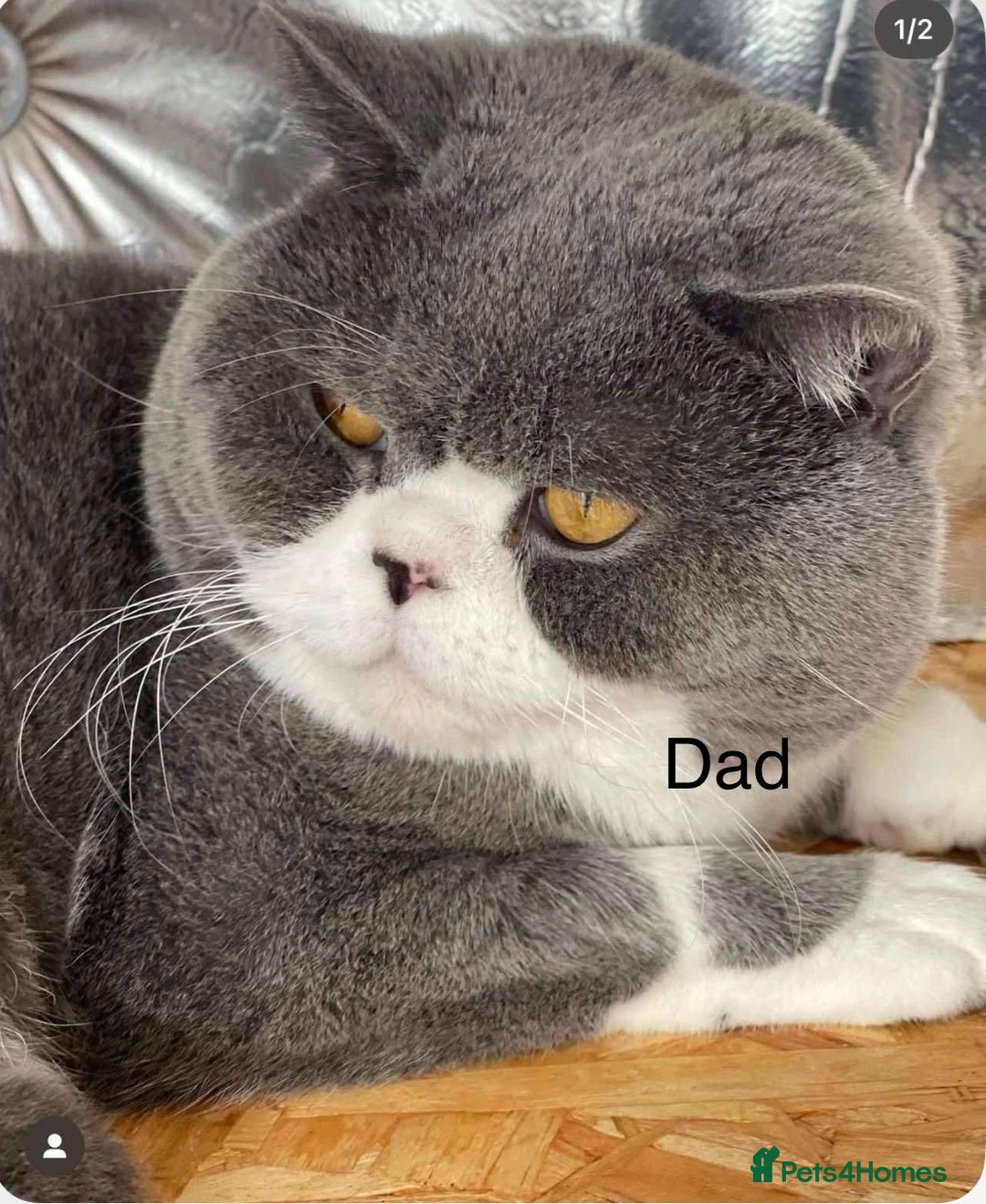 British Shorthair cats for sale: GCCF Adorable British Shorthair Companions - Advert 13