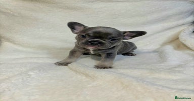 French Bulldog dogs Absolutely stunning Frenchie girl puppies - Advert 4