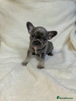 French Bulldog dogs Absolutely stunning Frenchie girl puppies - Advert 2