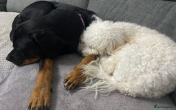 Rottweiler dogs for sale: 3 year old female Rottweiler  - Image 3