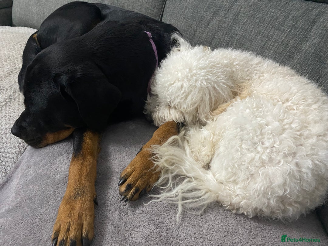 Rottweiler dogs for sale: 3 year old female Rottweiler  - Image 3
