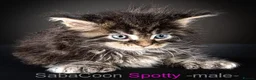 Maine Coon cats for sale: Polydactyl Maine Coon kittens are available  - Advert 9