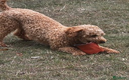 Toy Poodle dogs for stud: KC Registered Red Toy Poodle Fully DNA Tested in Radstock - Image 24