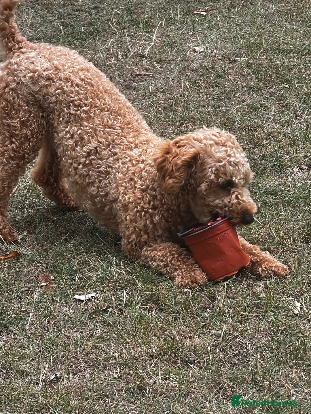 Toy Poodle dogs for stud: KC Registered Red Toy Poodle Fully DNA Tested in Radstock - Advert 24