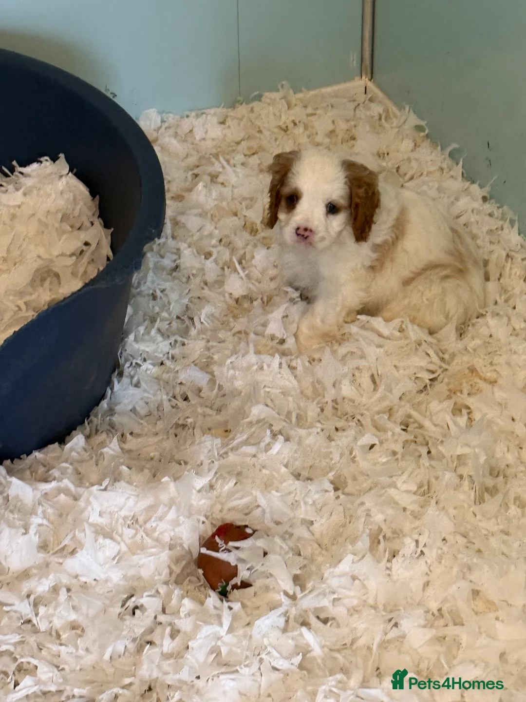 Mixed Breed dogs for sale: Ready Now Cracking Cockalier Boys  - Advert 9