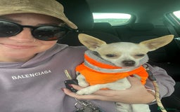 Chihuahua dogs for stud: Teacup Chihuahua for stud - Image 7