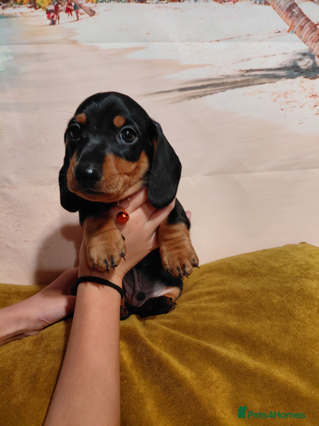Miniature Dachshund dogs for sale: Miniature Dashund puppies  - Image 6