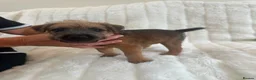 Lakeland Terrier dogs for sale: 2 Perfect Example Lakeland Bitches - Advert 4