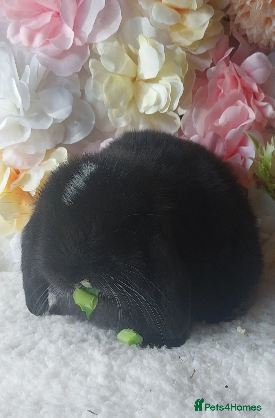 Mini Lop rabbits for sale: mini lops for sale - Advert 8