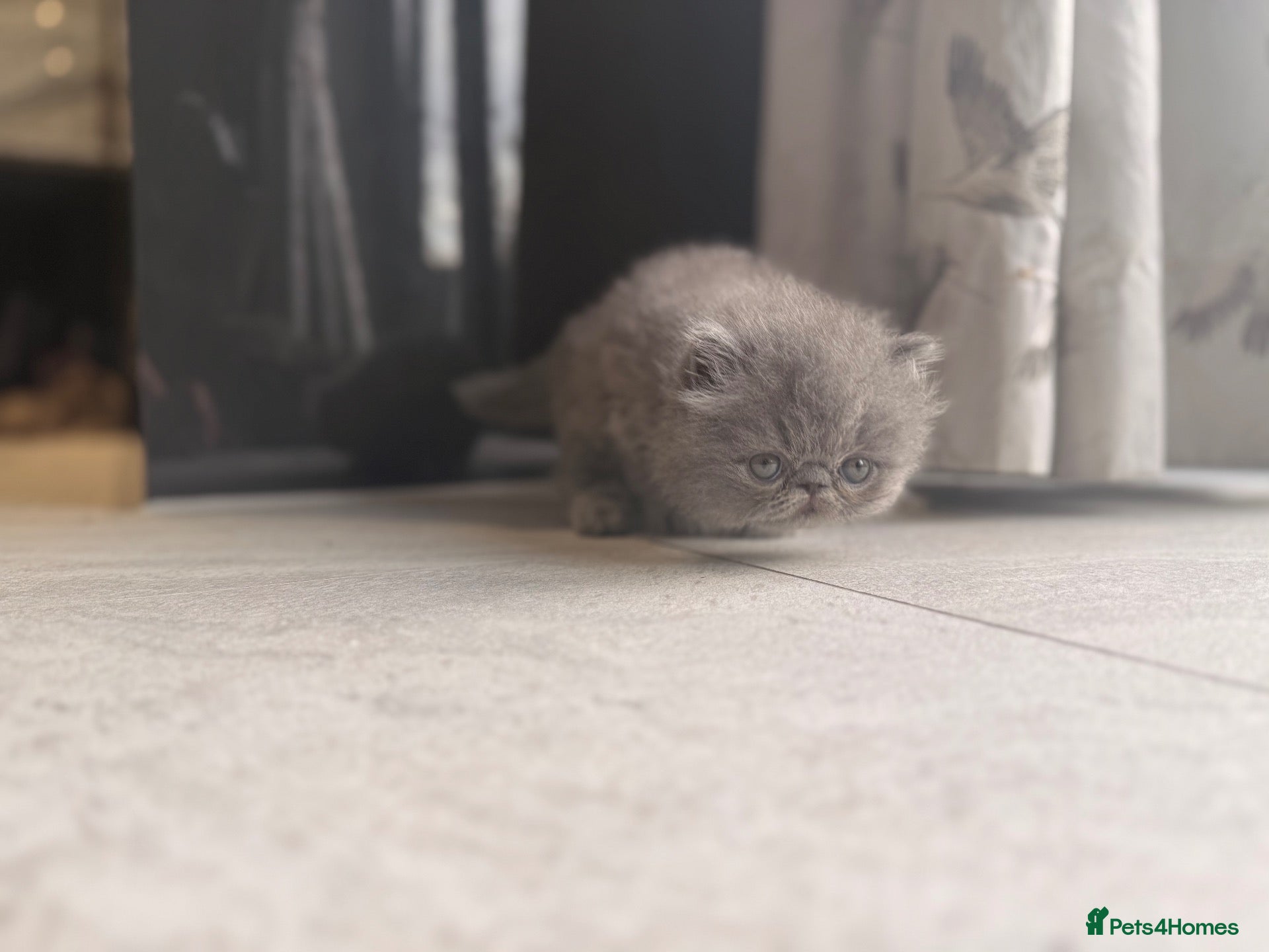 Persian cats GCCF Registered Blue Persian Kittens  - Advert 2