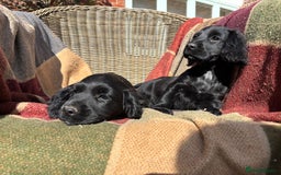 Cocker Spaniel dogs for sale: Beautiful Cocker Spaniel Puppies 🖤🧡 - Image 13