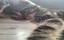 Domestic Shorthair cats for sale: Kittens for sale mother is half maine coon - Image 4