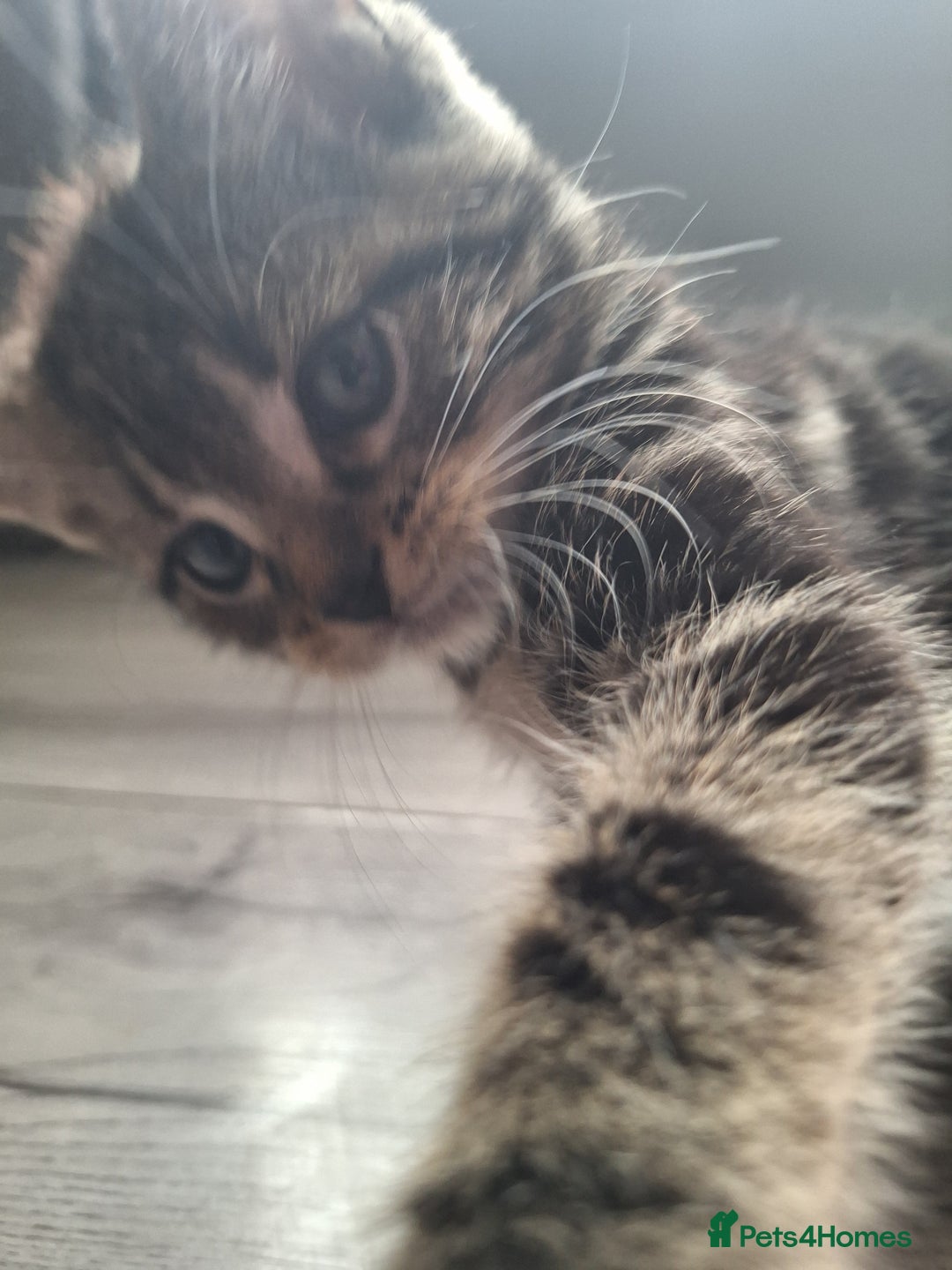 Domestic Shorthair cats for sale: Kittens for sale mother is half maine coon - Image 4